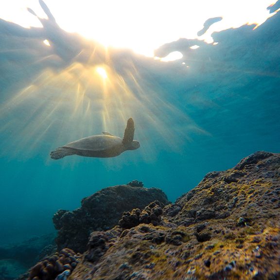 seaturtle sea turtles